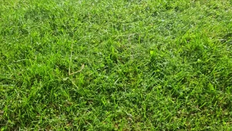 Rain falling on fresh green lawn during daytime Stock Footage 318160426