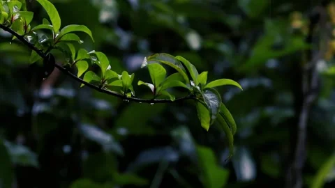 Rain falling on fresh green leaves with water droplets in a lush tropical garden Stockbeeldmateriaal 325769327