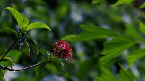 Rain falling on fresh green leaves with water droplets in a lush tropical garden Vídeos de archivo 325769346