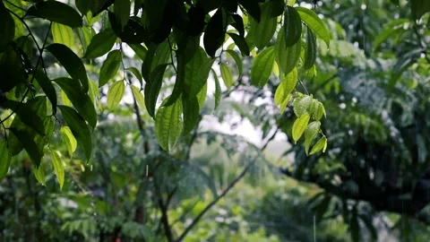 Rain falling on fresh green leaves with water droplets in a lush tropical garden Stockbeeldmateriaal 327056384