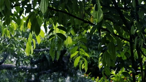 Rain falling on fresh green leaves with water droplets in a lush tropical garden Vídeos de archivo 327056533