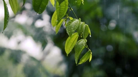 Rain falling on fresh green leaves with water droplets in a lush tropical garden Vídeos de archivo 327056534