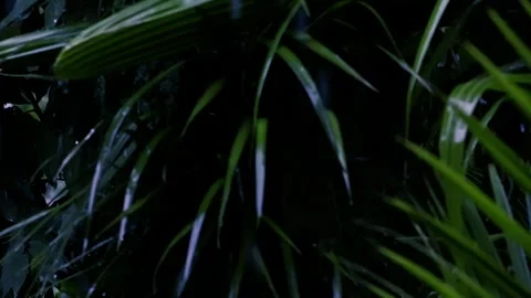 Rain falling on fresh green palm leaves with water droplets in a lush tropical Vídeos de archivo 324961941