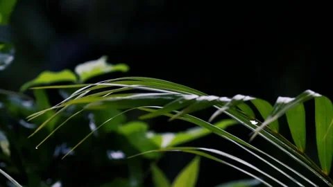 Rain falling on fresh green palm leaves with water droplets in a lush tropical Stockbeeldmateriaal 325728319