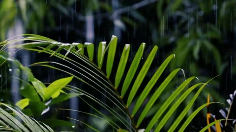 Rain falling on fresh green palm leaves with water droplets in a lush tropical Stockbeeldmateriaal 329109172