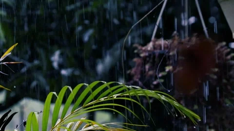 Rain falling on fresh green palm leaves with water droplets in a lush tropical 스톡 동영상 329110057