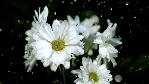 Rain falling on fresh white flowers in slow motion Stock Footage 81230371