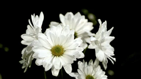 Rain falling on fresh white flowers in slow motion Stock Footage 81231273