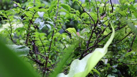 The rain is falling to the front yard garden that filled with plants Stock Footage 82867204