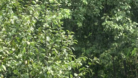 Rain falling on fruit trees in mixed forest during overcast spring weather scene Stock Footage 339585878