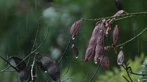 Rain is falling on the fruits of the Saraca Ashoka tree Stock Footage 340121841