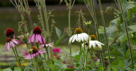 Rain falling in garden with Echinacea plants and a pond Stock Footage 79327168