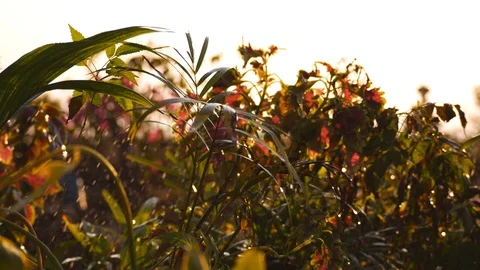 Rain is falling in the garden Stock Footage 103360243