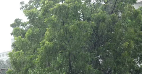 Rain falling in the garden Stock Footage 318790306