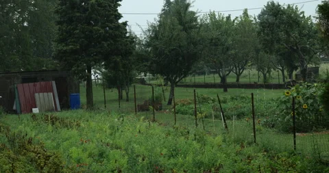 Rain falling on a garden. rainy weather in a garden Stock Footage 339092324