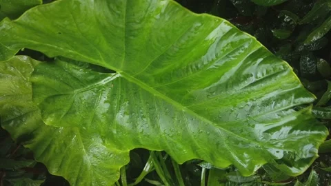 Rain Falling  On To Giant Palm leaf Stock Footage 148304046