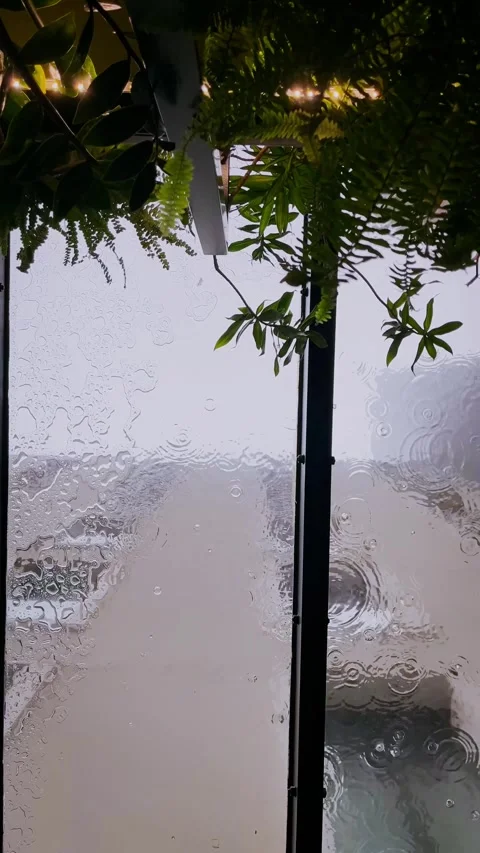 Rain falling on a glass cafe ceiling with plants in frame Stock Footage 344412386