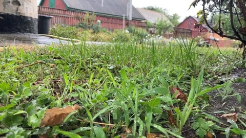 Rain Falling on Grass with Houses in the Background Stock Footage 314390274