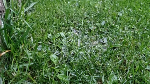 Rain Falling on Grass Slow Motion Stock Footage 125006721