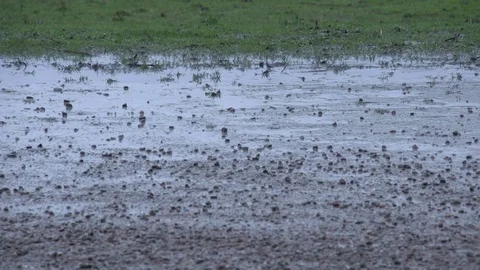 Rain falling on gravel path Stock-Footage 71391829