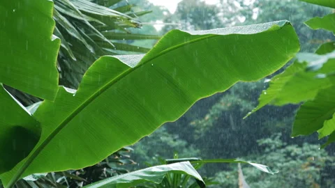 Rain falling on green banana leaf in rainy season Stock Footage 142678202