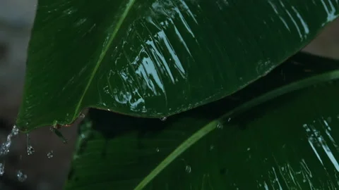 Rain falling on green banana leaf in rainy season Stock Footage 142678286