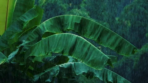 Rain falling on green banana leaf in rainy season Stock Footage 166129408