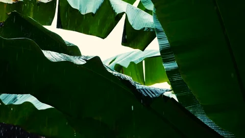 Rain falling on green banana leaf in rainy season Stock Footage 166788499