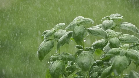 Rain Falling on Green Basil Herb in Natural Garden Stock Footage 311505240