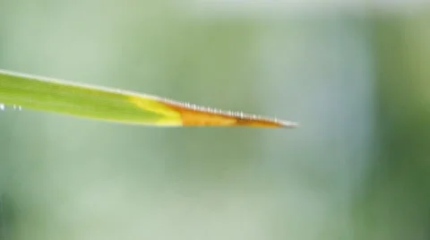 Rain Falling. Green Blurry Background. Stock-Footage 47031448