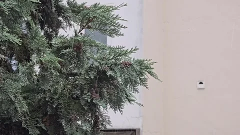 Rain falling on green conifer tree branches against a light building wall Stock Footage 344911942