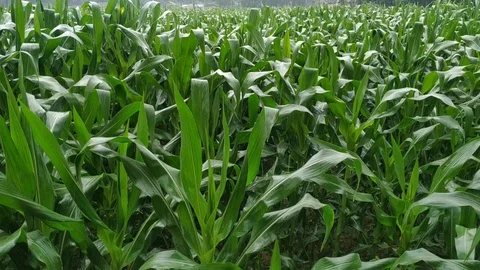 Rain falling on green corn crop at form after severe summer drought natural. Stock Footage 128829795