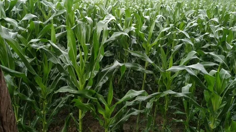 Rain falling on green corn crop at form after severe summer drought natural. Stock Footage 128829853