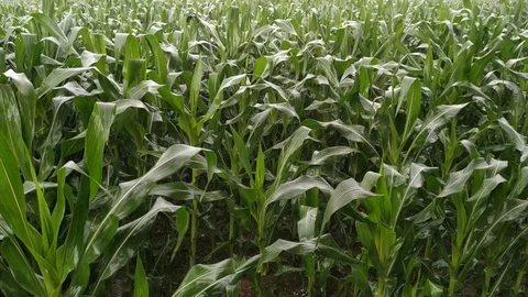 Rain falling on green corn crop at form after severe summer drought natural. Stock Footage 128829868