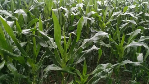 Rain falling on green corn crop at form after severe summer drought natural. Stock Footage 128829909