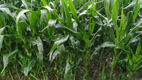 Rain falling on green corn crop at form after severe summer drought natural. Stock Footage 128830065