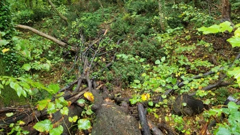 Rain Falling in Green Forest with Fallen Branches | Peaceful Nature 4K Footage Stock Footage 318844142