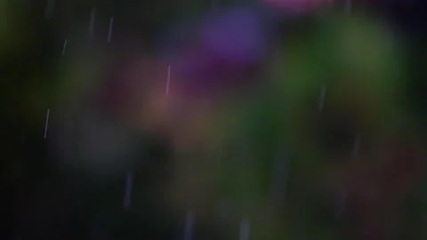 Rain falling in green forest Video stock 138457362