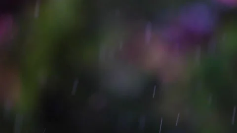 Rain falling in green forest Stock Footage 138457397