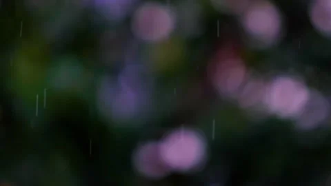 Rain falling in green forest Stock Footage 138457448