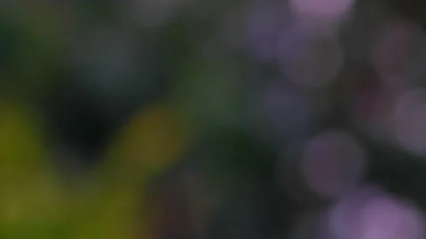 Rain falling in green forest Stock Footage 138457540