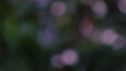 Rain falling in green forest Stock Footage 138457587