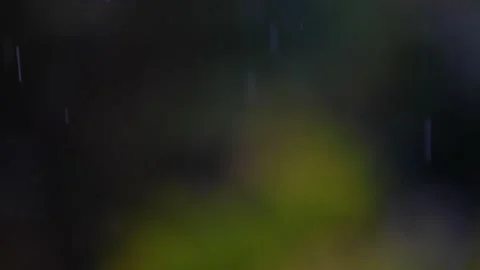 Rain falling in green forest Stock Footage 138457593