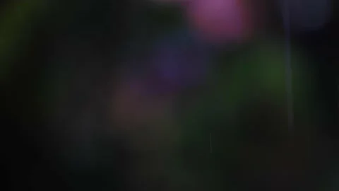 Rain falling in green forest Stock Footage 138457598