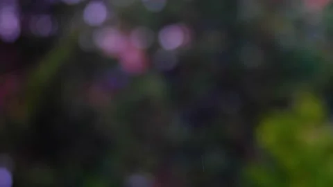 Rain falling in green forest Video stock 138457614