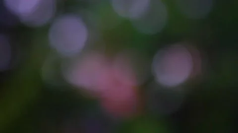 Rain falling in green forest Stock Footage 138457689