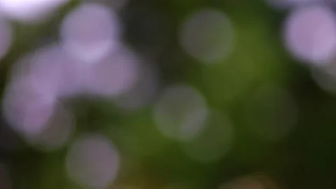 Rain falling in green forest Stock-Footage 138457718