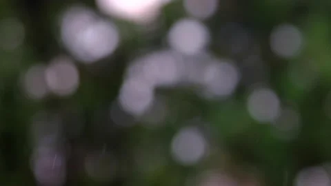 Rain falling in green forest Stock Footage 138457719