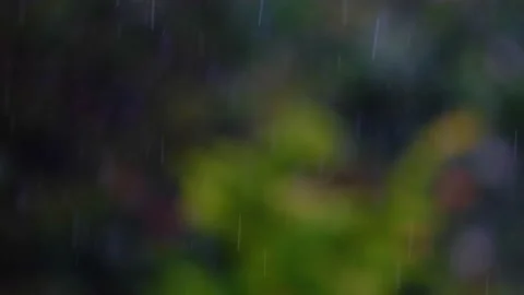 Rain falling in green forest Stock Footage 138457731