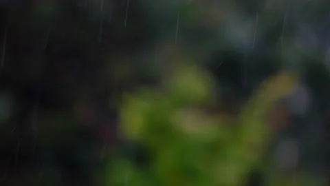 Rain falling in green forest Stock Footage 138457751